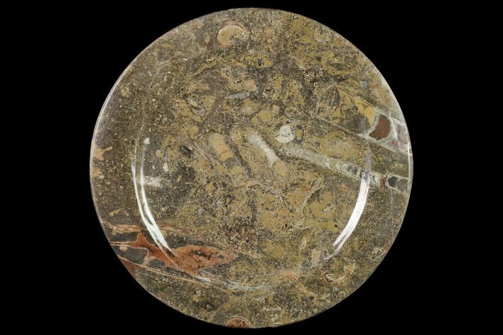 Fossil Orthoceras & Goniatite Round Plate - Stoneware #140073